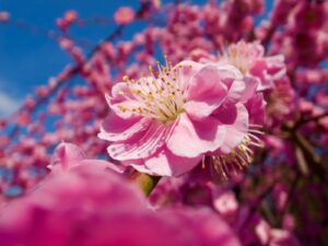 pink and white flower in tilt shift lens